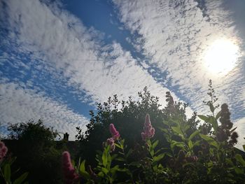 Low angle view of flowering plants against cloudy sky