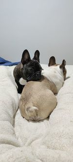 Dog resting on bed at home