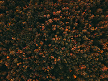 Aerial view of autumn forest. fall landscape with red, yellow and green trees.