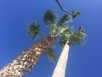 Low angle view of palm tree against blue sky