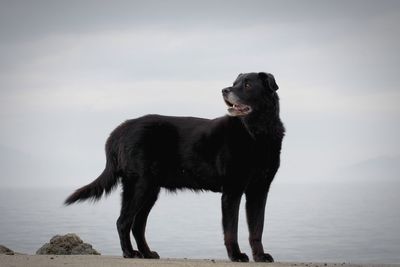 Dog looking away while standing on sea shore