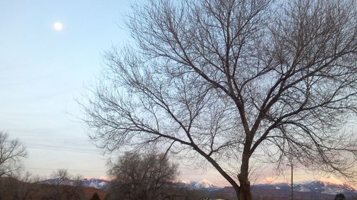 Bare tree against sky