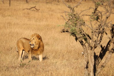 High angle view of cat on the tree