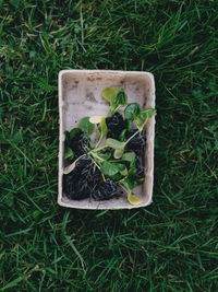 Organic veggie plugs in biodegradable tubs, ready to plant.