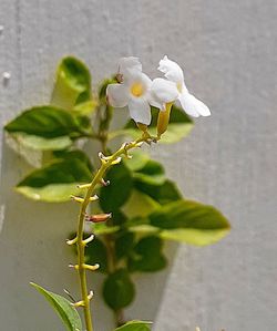 Close-up of white flowering plant against wall