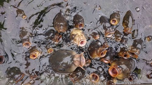 High angle view of fishes swimming in sea