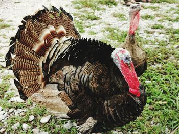 View of a bird on field
