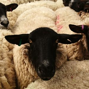 Close-up of cat resting