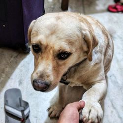 Close-up of dog sitting on hand