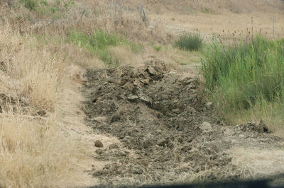 High angle view of plants on field