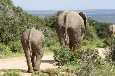 Elephants walking on field in forest