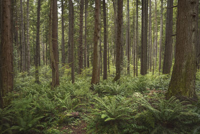 Pine trees in forest