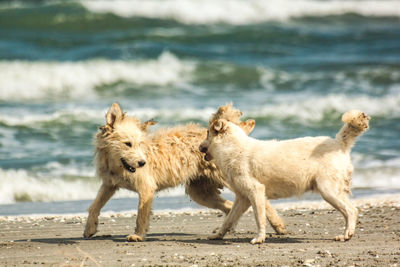 Dogs walking on shore at beach