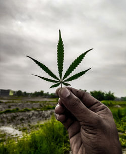 Cropped hand of man holding marijuana leaf against sky