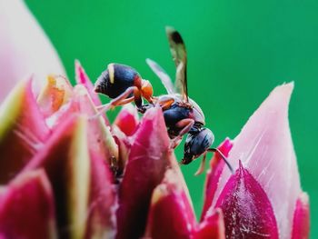 Close-up of insect on flower
