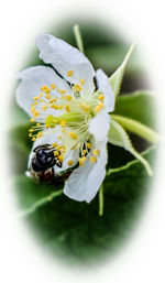 Close-up of insect on white flower