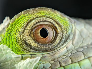 Close-up of a lizard