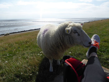 View of horse on beach