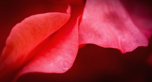 Close up of red leaf