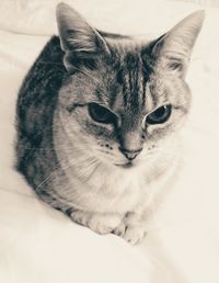 Close-up portrait of tabby cat on bed