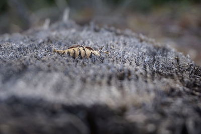 Close-up of insect on land