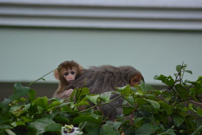 Squirrel on plants