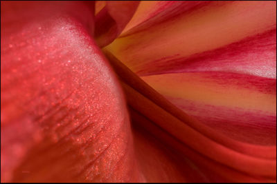 Full frame shot of red flower