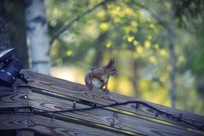 Low angle view of squirrel on roof against trees