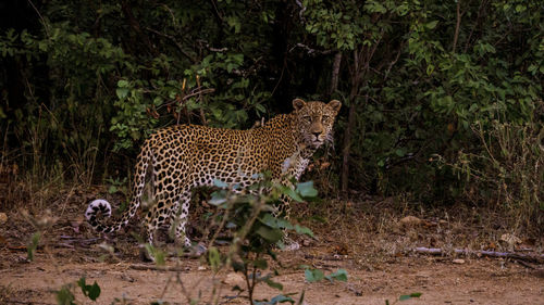 Cheetah walking on field