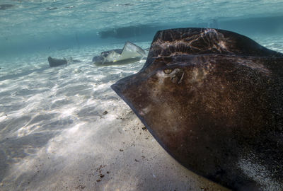 Southern stingrays - hypanus americanus - in shallow water in south bimini, bahamas