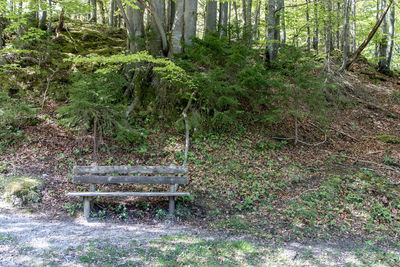 Bench in forest