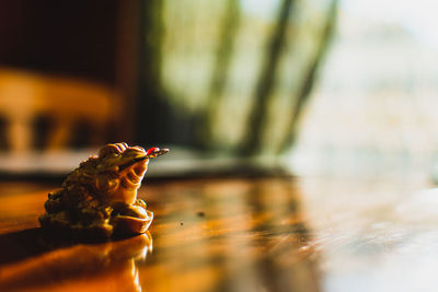 Close-up of crab on table