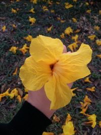 Close-up of yellow flowering plant