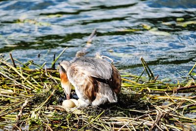 View of a bird on lakeshore