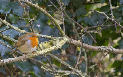 Close-up of bird perching on branch