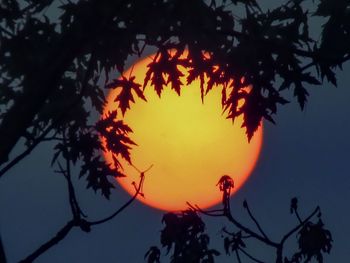 Low angle view of silhouette tree against sky during sunset