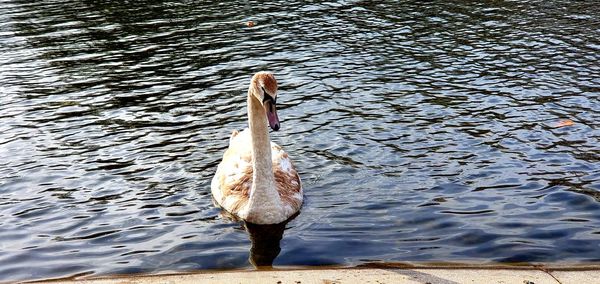 View of bird swimming in lake