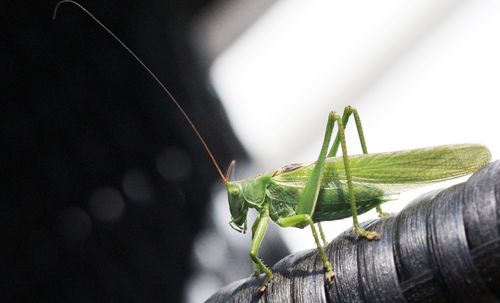 Close-up of insect on leaf