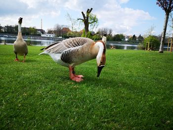 Ducks on grassy field