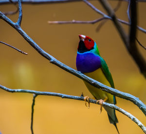 Close-up of bird perching on branch