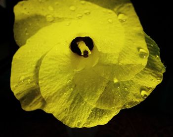 Close-up of water drops on flower