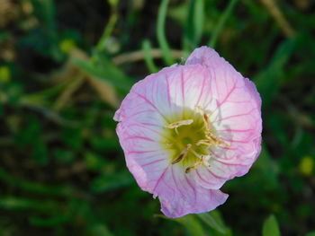 Close-up of pink flower