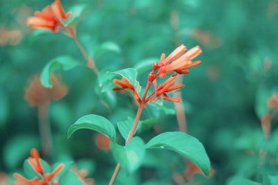 Close-up of flowers blooming outdoors
