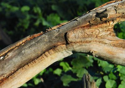 Close-up of lizard on tree trunk