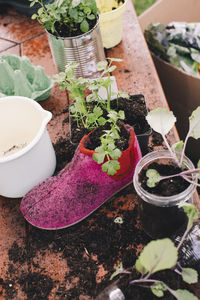 High angle view of plants growing in old shoe at table