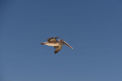 Low angle view of eagle flying against clear blue sky
