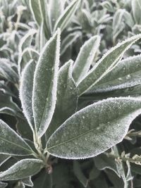 Close-up of fresh green leaves