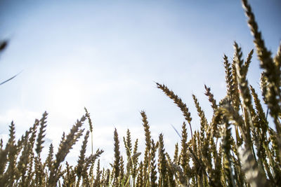 Low angle view of plants against sky