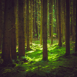 Trees in forest