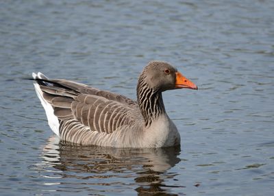 Close-up of duck swimming in water
